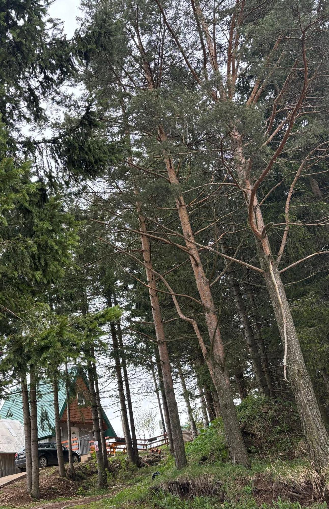 Holiday Home ,,Lazar" Žabljak Dış mekan fotoğraf